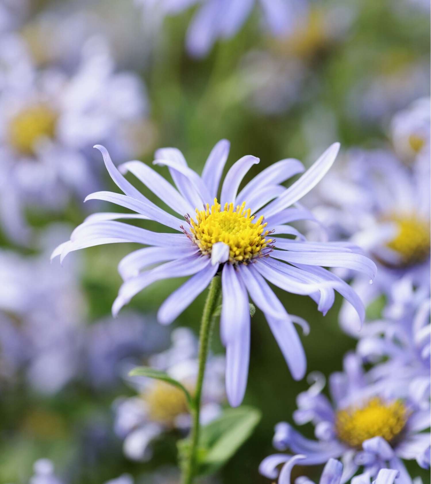 Asters 'Mönch' (Aster × frikartii)